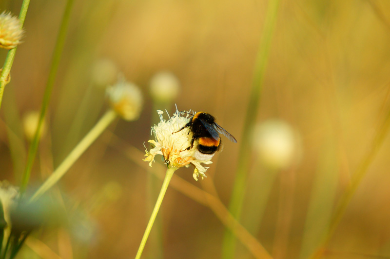 bourdon sur des fleurs sauvages